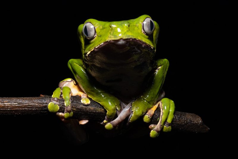 Kambo Frog